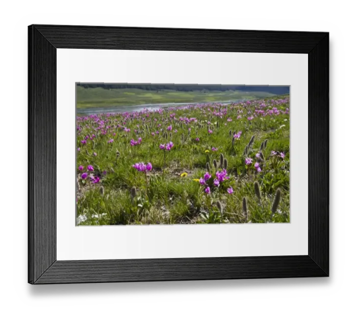 Framed Print : USA, North America, Wyoming Framed Print : USA, North America, Wyoming