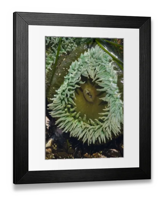 Framed Print : USA, North America, Washington Framed Print : USA, North America, Washington