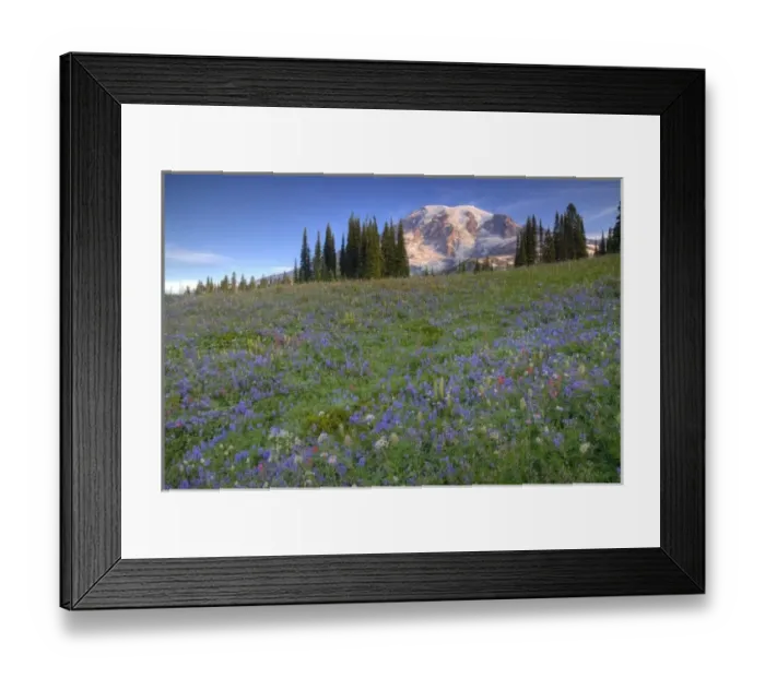 Framed Print : USA, Washington, Mt. Rainier NP, Mt. Rainier and wildflowers at Mazama Ridge Framed Print : USA, Washington, Mt. Rainier NP, Mt. Rainier and wildflowers at Mazama Ridge