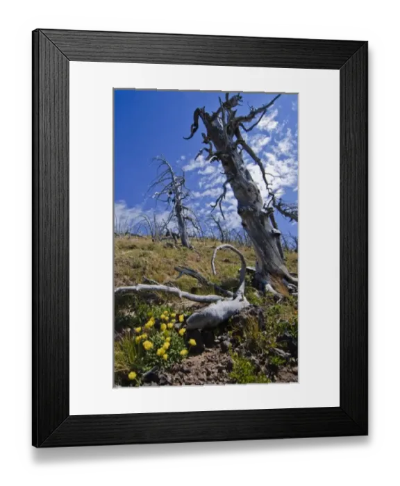 Framed Print : Tree Skeleton and Wildlfowers on the Mt. Sheridan Trail, Yellowstone backcountry Framed Print : Tree Skeleton and Wildlfowers on the Mt. Sheridan Trail, Yellowstone backcountry