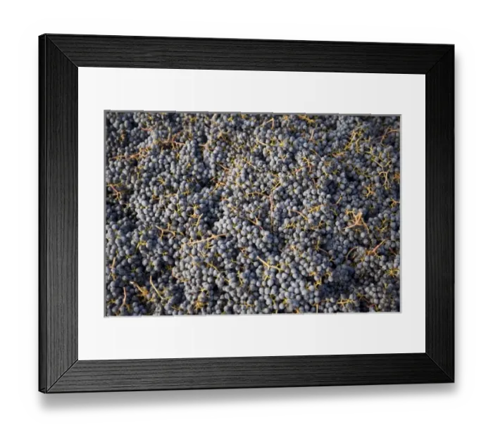 Framed Print : USA, Washington State, Yakima Valleyl. Merlot grapes, Rattlesnake Hills Wine Trail Framed Print : USA, Washington State, Yakima Valleyl. Merlot grapes, Rattlesnake Hills Wine Trail
