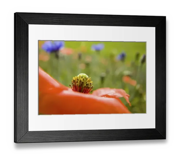 Framed Print : USA, North America, Washington