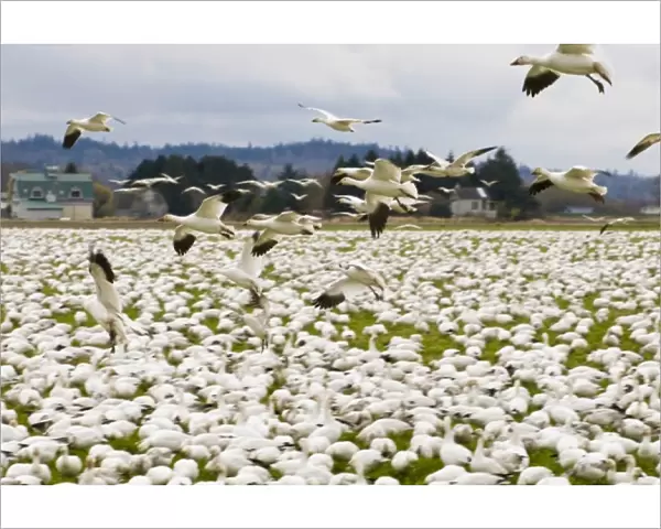 USA, WA, Skagit River Delta, Fir Island. Snow Geese (Chen caerulescens) stop over