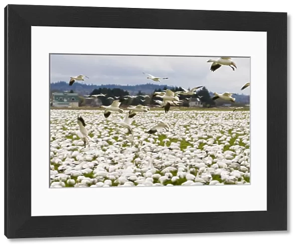 USA, WA, Skagit River Delta, Fir Island. Snow Geese (Chen caerulescens) stop over