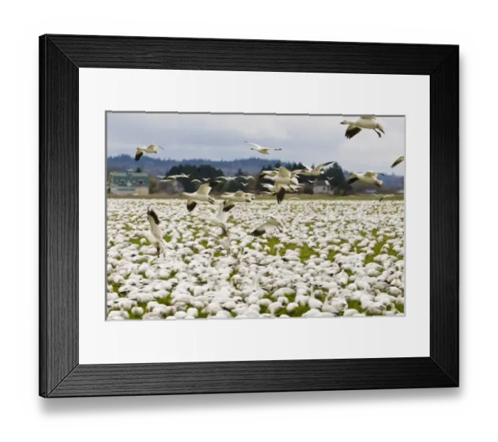 Framed Print : USA, WA, Skagit River Delta, Fir Island. Snow Geese (Chen caerulescens) stop over