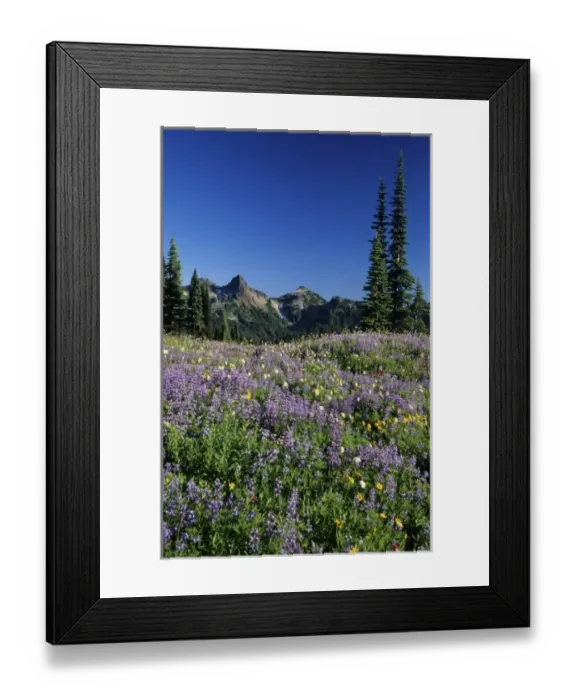 Framed Print : WA, Mt. Rainier NP, Tatoosh Range and lupine meadow in Paradise Valley Framed Print : WA, Mt. Rainier NP, Tatoosh Range and lupine meadow in Paradise Valley