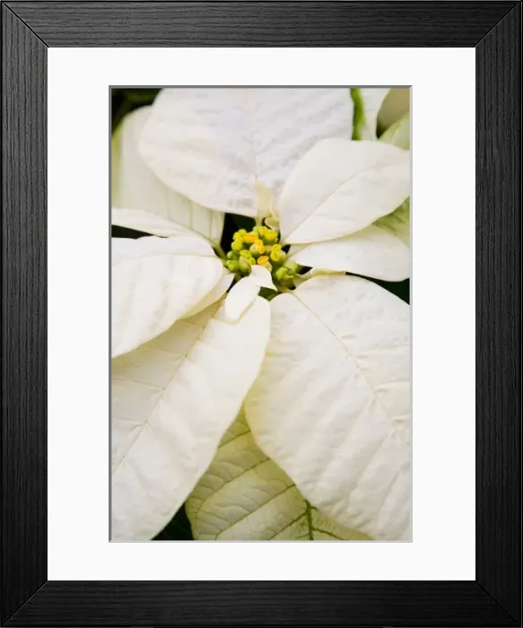 Framed Print : USA, Washington, Woodinville, Molbaks Nursery, Poinsettia Festival Framed Print : USA, Washington, Woodinville, Molbaks Nursery, Poinsettia Festival