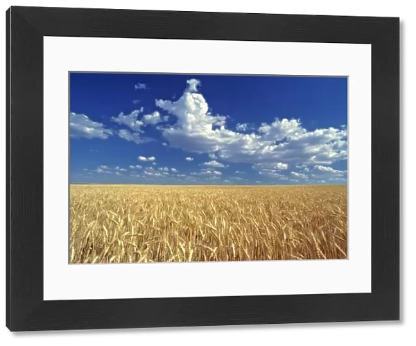 USA, Washington State, Colfax. Ripe wheat fields stretch to the horizon near Colfax in the Palouse