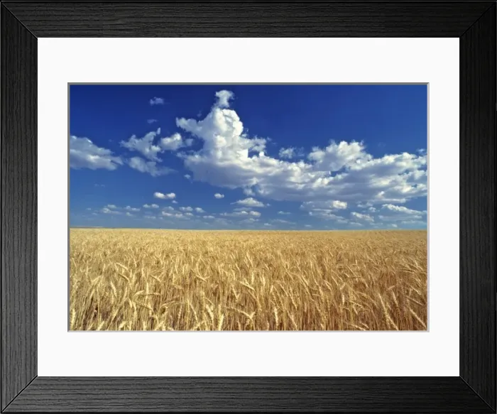 Framed Print : USA, Washington State, Colfax. Ripe wheat fields stretch to the horizon near Colfax in the Palouse Framed Print : USA, Washington State, Colfax. Ripe wheat fields stretch to the horizon near Colfax in the Palouse