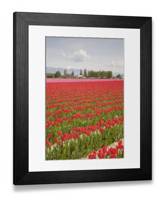 Framed Print : WA, Skagit Valley, Tulip Field in full bloom Framed Print : WA, Skagit Valley, Tulip Field in full bloom