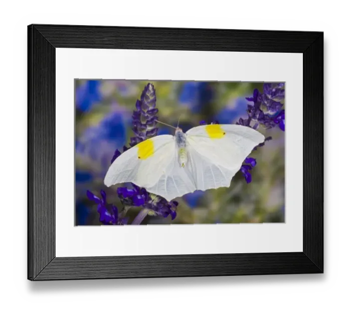Framed Print : Sammamish Washington Tropical Butterflies photograph of Anteos clorinde the Ghost