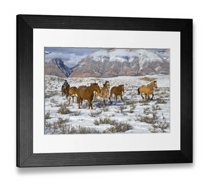 Framed Print : Cowboy with horses on the range on The Hideout Ranch in Shell Wyomin Framed Print : Cowboy with horses on the range on The Hideout Ranch in Shell Wyomin
