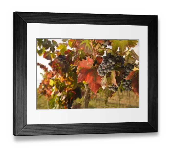 Framed Print : USA, Washington State, Zillah. Pinot Noir grapes near Zillah, Rattlesnake Hills Wine Trail Framed Print : USA, Washington State, Zillah. Pinot Noir grapes near Zillah, Rattlesnake Hills Wine Trail