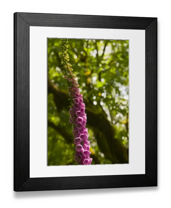 Framed Print : USA, North America, Washington