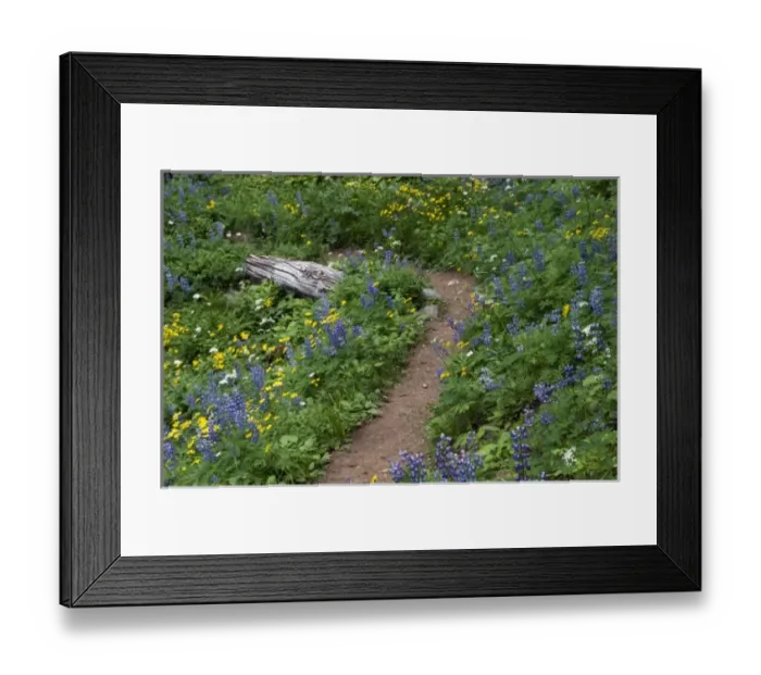 Framed Print : Subalpine wildflowers at Mount Rainier National Park, Washington, USA Framed Print : Subalpine wildflowers at Mount Rainier National Park, Washington, USA