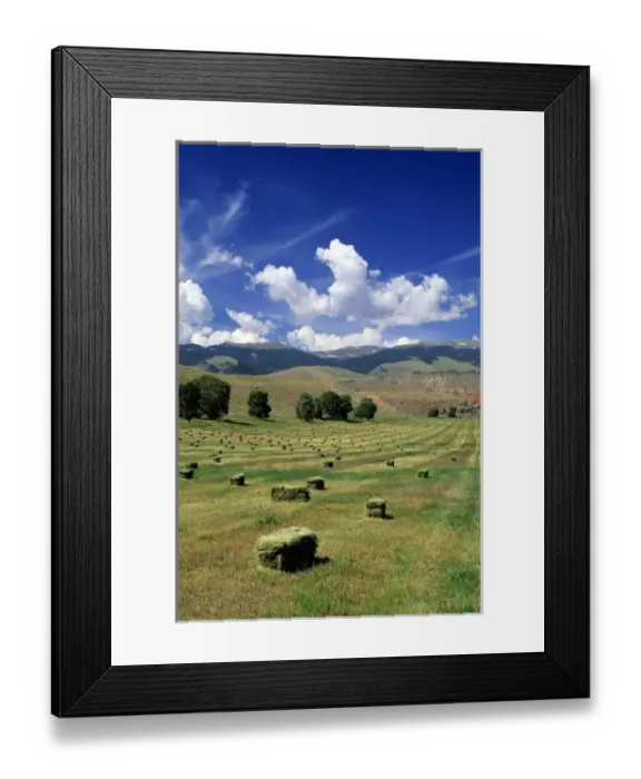 Framed Print : Timothy hay bales near Dubois, Wyoming Framed Print : Timothy hay bales near Dubois, Wyoming