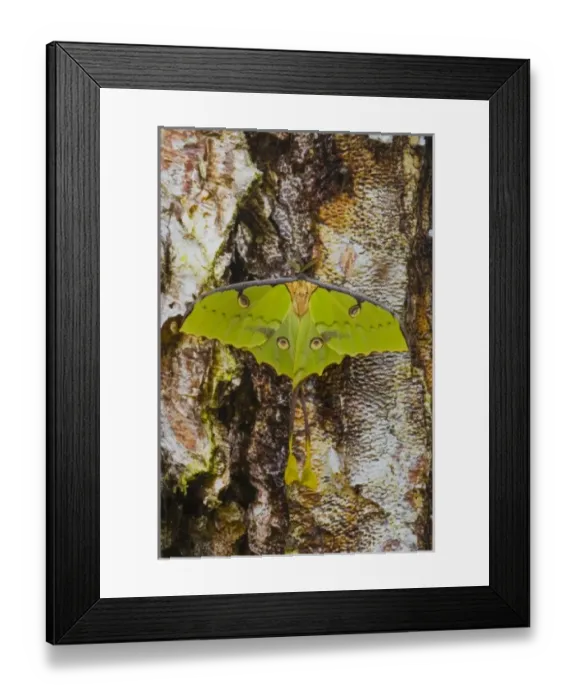 Framed Print : USA, North America, Washington