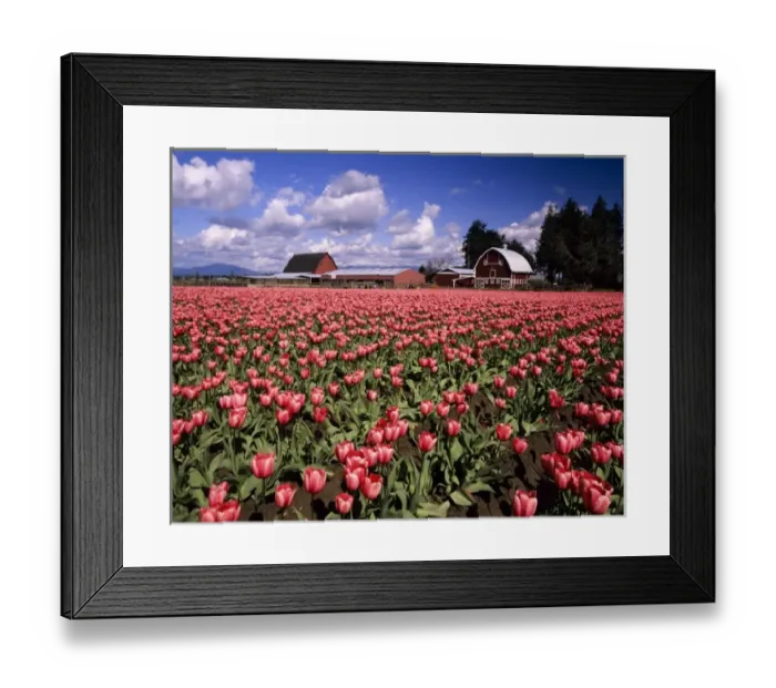 Framed Print : WA, Skagit Valley, Skagit Valley Tulip Festival, Tulip and Daffodil Fields