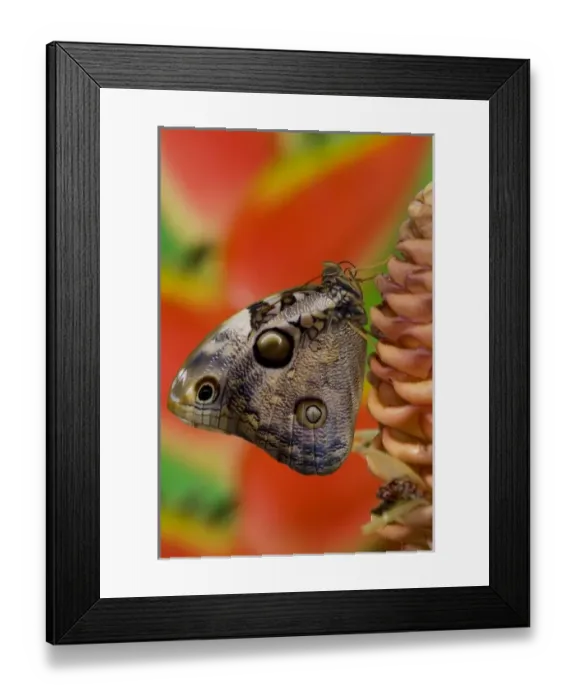 Framed Print : Sammamish, Washington Tropical Butterfly Photograph of Opsiphanes tamarindi the narrow-banded Framed Print : Sammamish, Washington Tropical Butterfly Photograph of Opsiphanes tamarindi the narrow-banded