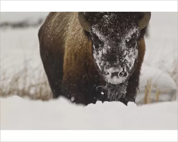 Bison in winter in Yellowstone National Park, Wyoming, USA