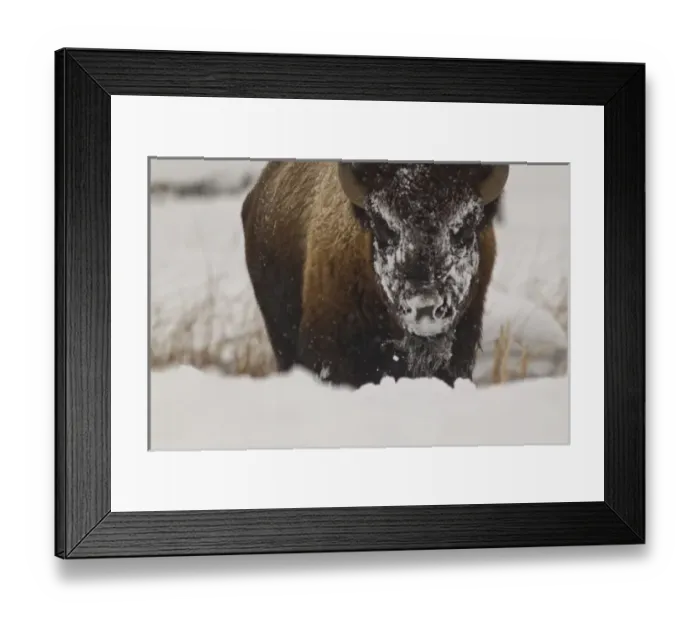 Framed Print : Bison in winter in Yellowstone National Park, Wyoming, USA Framed Print : Bison in winter in Yellowstone National Park, Wyoming, USA