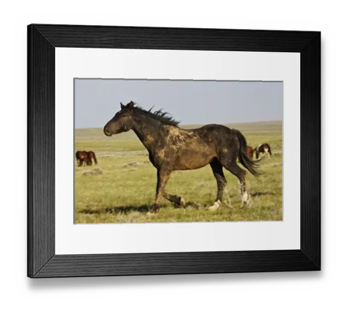 Framed Print : USA, North America, Wyoming Framed Print : USA, North America, Wyoming
