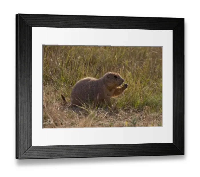 Framed Print : Devils Tower National Monument, Wyoming, USA. Black-tailed Prairie Dog (Cynomys ludovicianus)