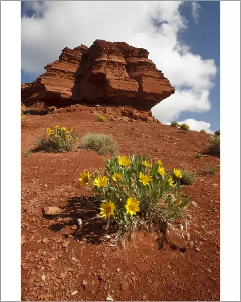 Wildflowers (mule ears) and red soil on sphinx-like rock formation in northern Wyoming