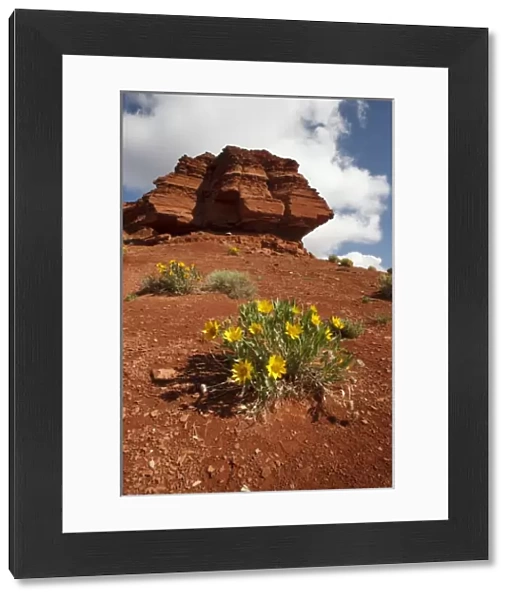Wildflowers (mule ears) and red soil on sphinx-like rock formation in northern Wyoming