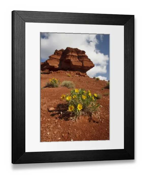 Framed Print : Wildflowers (mule ears) and red soil on sphinx-like rock formation in northern Wyoming Framed Print : Wildflowers (mule ears) and red soil on sphinx-like rock formation in northern Wyoming