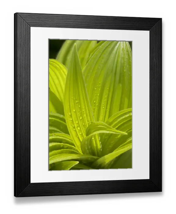 Framed Print : USA, North America, Washington Framed Print : USA, North America, Washington