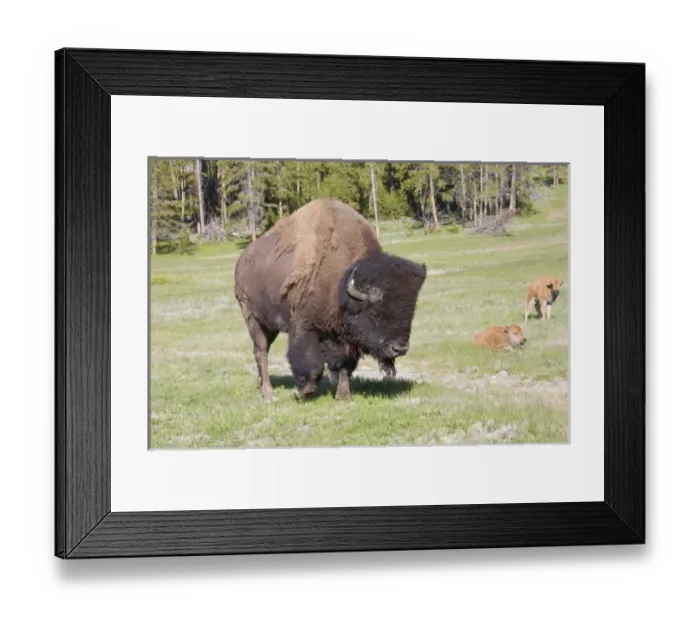 Framed Print : USA, North America, Wyoming Framed Print : USA, North America, Wyoming