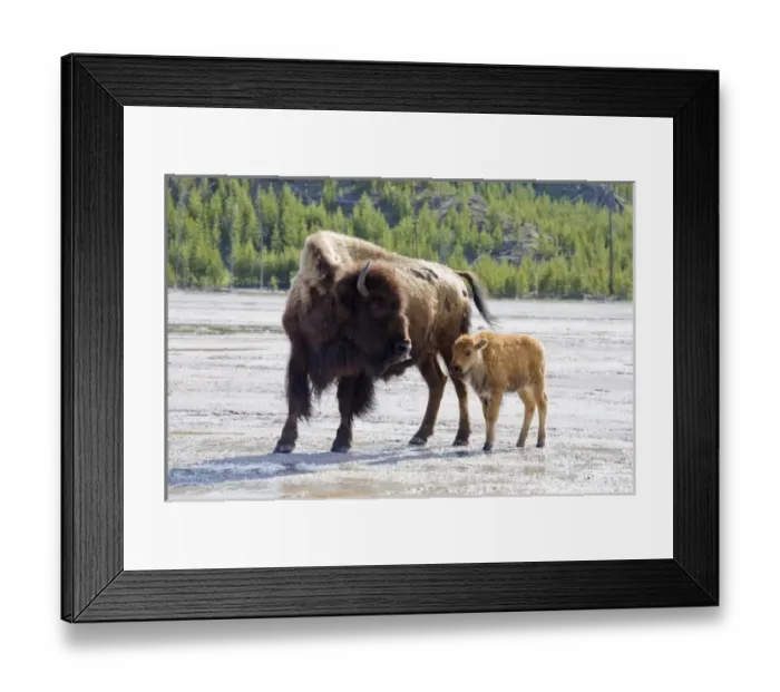 Framed Print : USA, North America, Wyoming Framed Print : USA, North America, Wyoming