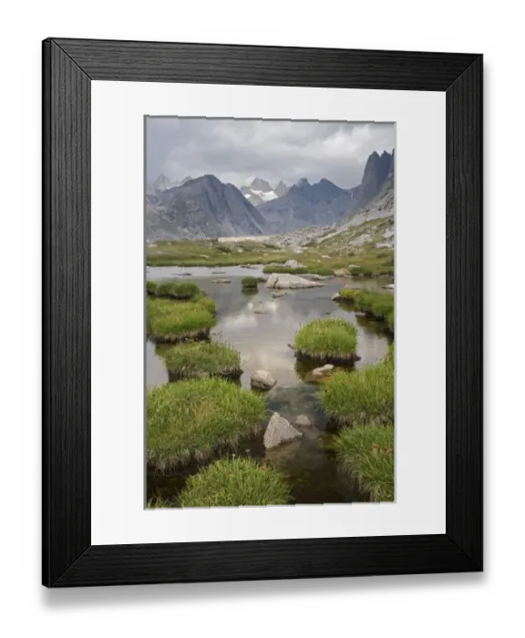 Framed Print : USA, Wyoming, Bridger National Forest, Bridger Wilderness. Tufts of grass and wildflowers Framed Print : USA, Wyoming, Bridger National Forest, Bridger Wilderness. Tufts of grass and wildflowers