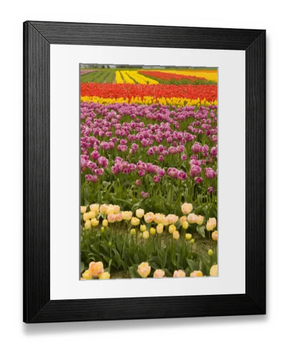 Framed Print : USA, WA, Skagit Valley. Skagit Valley Tulip Festival. Dramatic color and pattern Framed Print : USA, WA, Skagit Valley. Skagit Valley Tulip Festival. Dramatic color and pattern