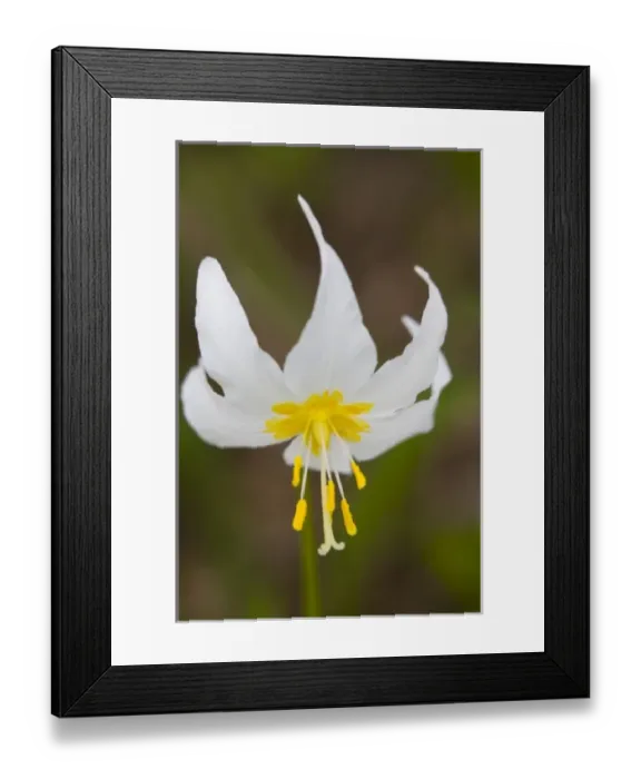 Framed Print : WA, Mount Rainier National Park, Avalanche Lily (Erythronium montanum) Framed Print : WA, Mount Rainier National Park, Avalanche Lily (Erythronium montanum)