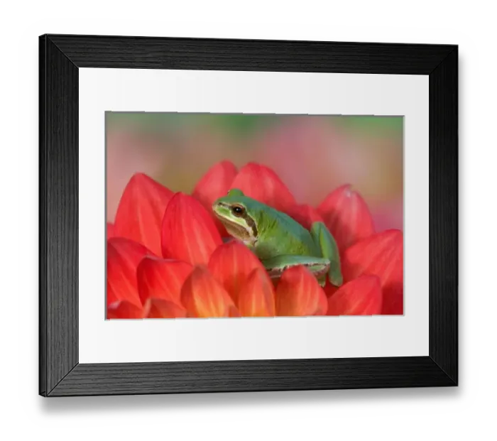 Framed Print : Pacific tree frog on flowers in our garden, Sammamish Washington Framed Print : Pacific tree frog on flowers in our garden, Sammamish Washington