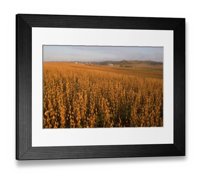 Framed Print : Mature soybean field near Chippewa Falls Wisconsin Framed Print : Mature soybean field near Chippewa Falls Wisconsin