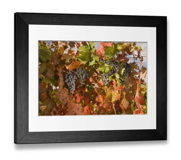 Framed Print : USA, Washington State, Zillah. Pinot Noir grapes near Zillah, Rattlesnake Hills Wine Trail Framed Print : USA, Washington State, Zillah. Pinot Noir grapes near Zillah, Rattlesnake Hills Wine Trail