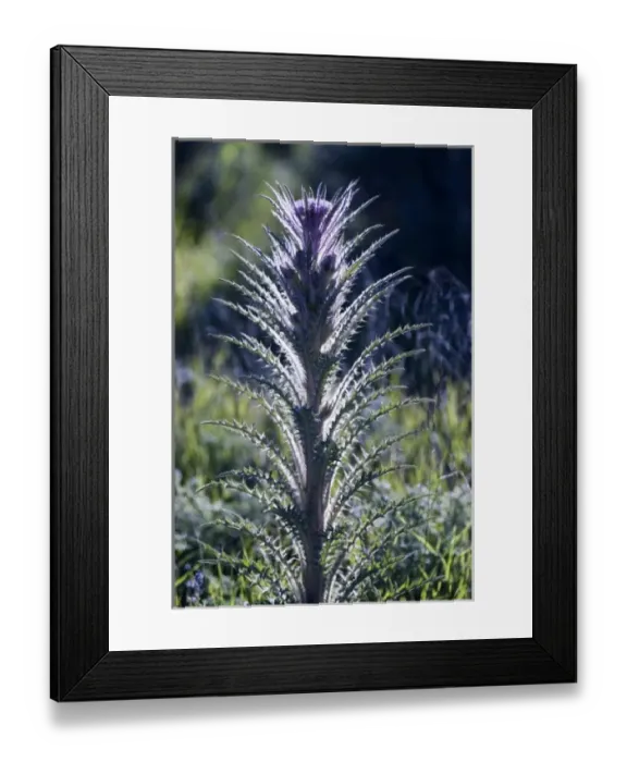 Framed Print : Wildflower in Yellowstone NP