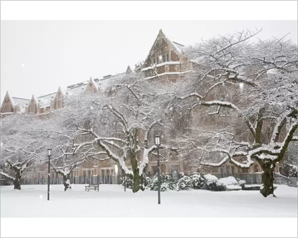WA, Seattle, University of Washington, the Quad, covered in fresh snow