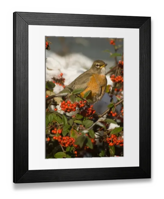 Framed Print : North America, USA, WA, Whidbey Island, Coupeville. American Robin (Turdus migratorius) Framed Print : North America, USA, WA, Whidbey Island, Coupeville. American Robin (Turdus migratorius)