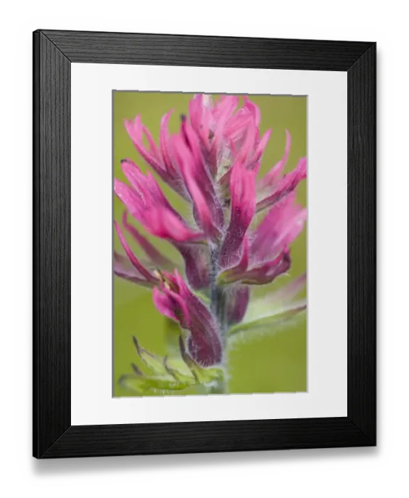Framed Print : USA, North America, Washington Framed Print : USA, North America, Washington
