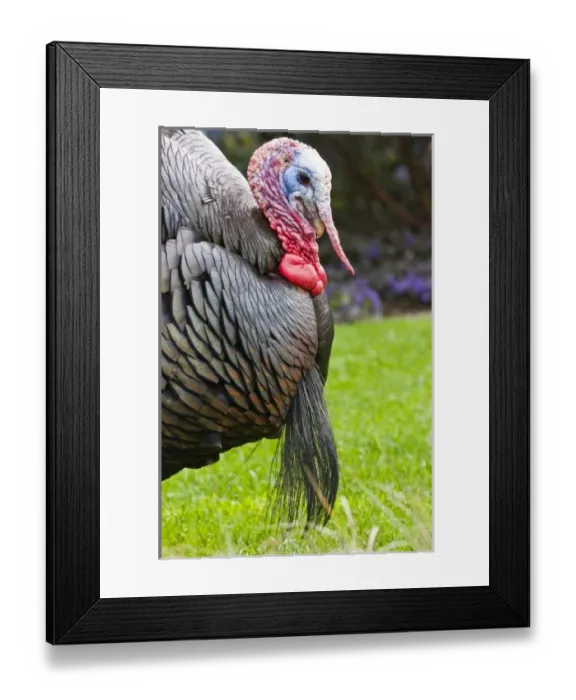 Framed Print : USA, North America, Washington Framed Print : USA, North America, Washington