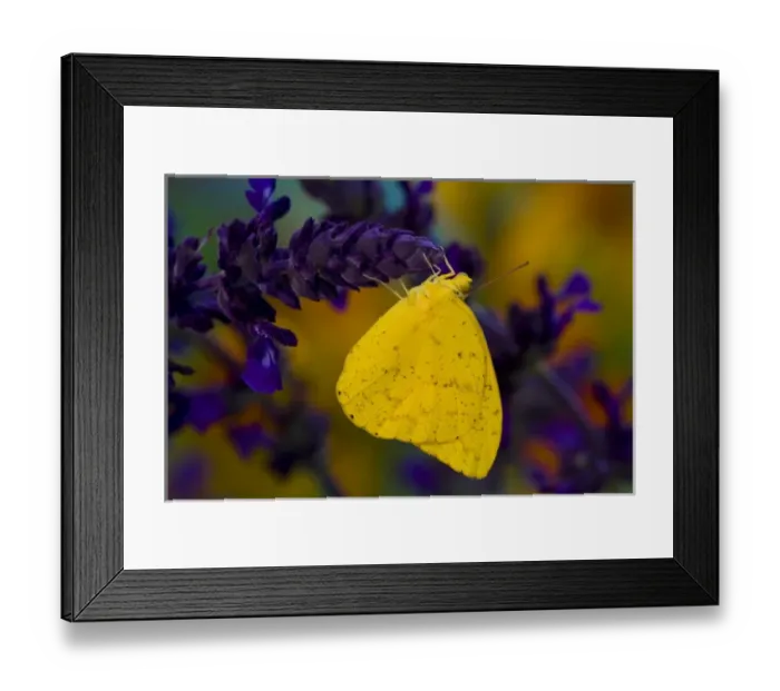 Framed Print : USA, North America, Washington Framed Print : USA, North America, Washington