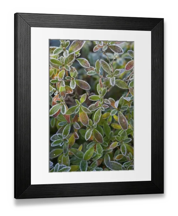 Framed Print : USA, North America, Washington Framed Print : USA, North America, Washington