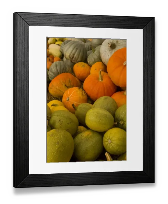 Framed Print : USA, WA, Whidbey Island. Bountiful fall harvest Framed Print : USA, WA, Whidbey Island. Bountiful fall harvest
