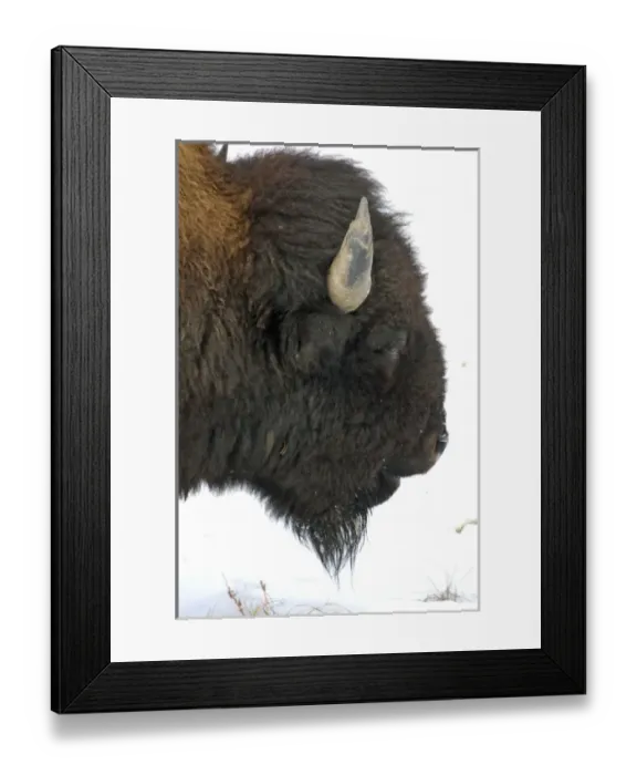 Framed Print : Wyoming. Bison in Yellowstone National Park