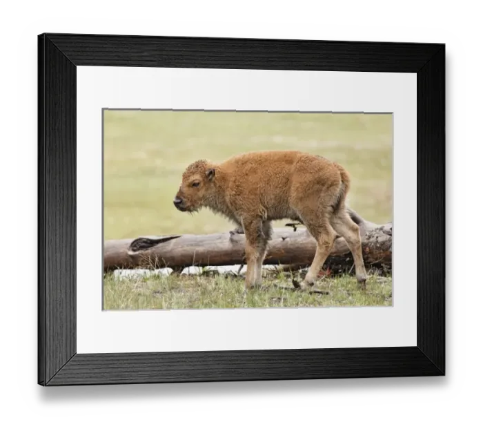Framed Print : USA, North America, Wyoming Framed Print : USA, North America, Wyoming