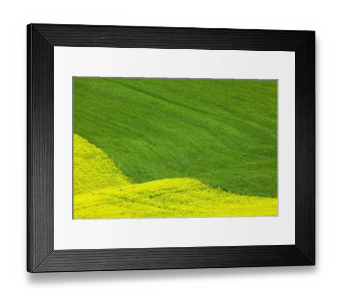 Framed Print : USA, Washington, Palouse Country, Tracks leading through Blooming Canola and Wheat Fields